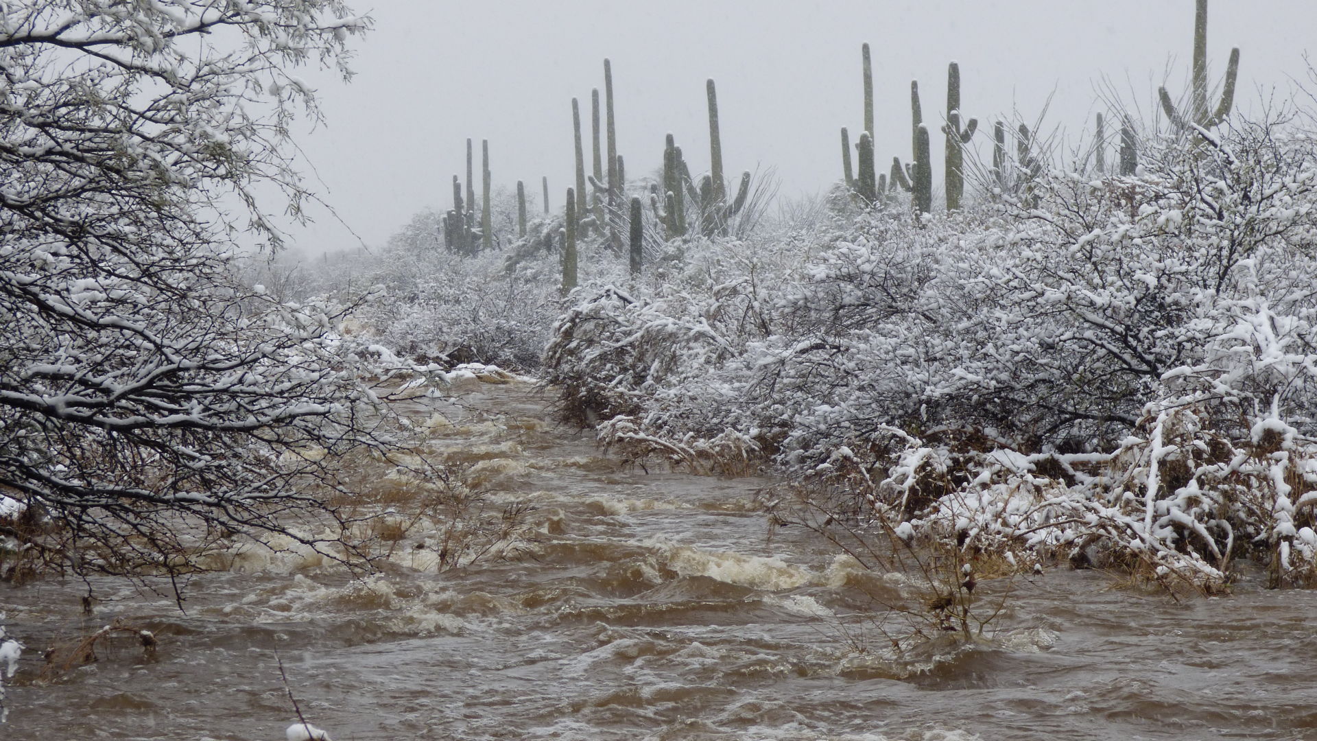 Snow in Tucson
